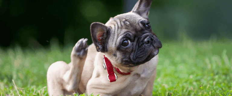 Beste vegan hondenvoer voor honden met een gevoelige huid UK Krabbende jeukende hond met pruritus