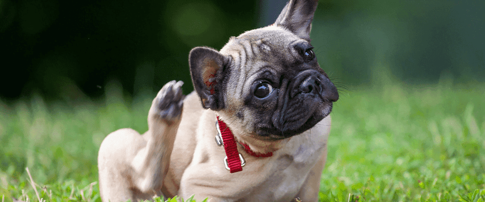 Prurito en perros: Guía completa para calmar el picor