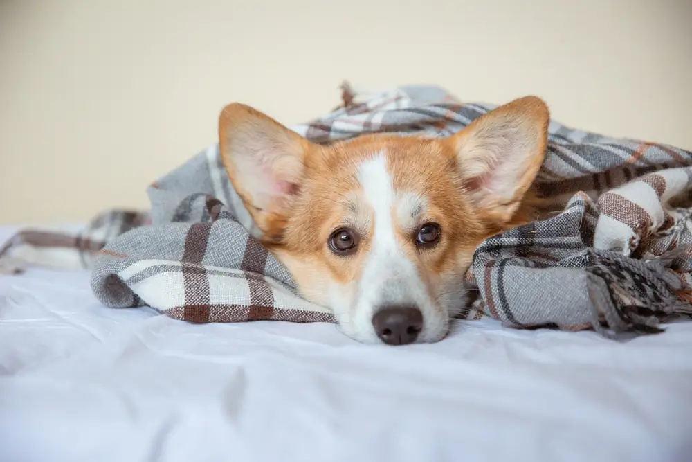 Best Vegan Dog Food for Kidney Disease