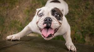 Beste vegan hondenvoer met Glucosamine en MSM Gezondheidsvoordelen voor honden UK