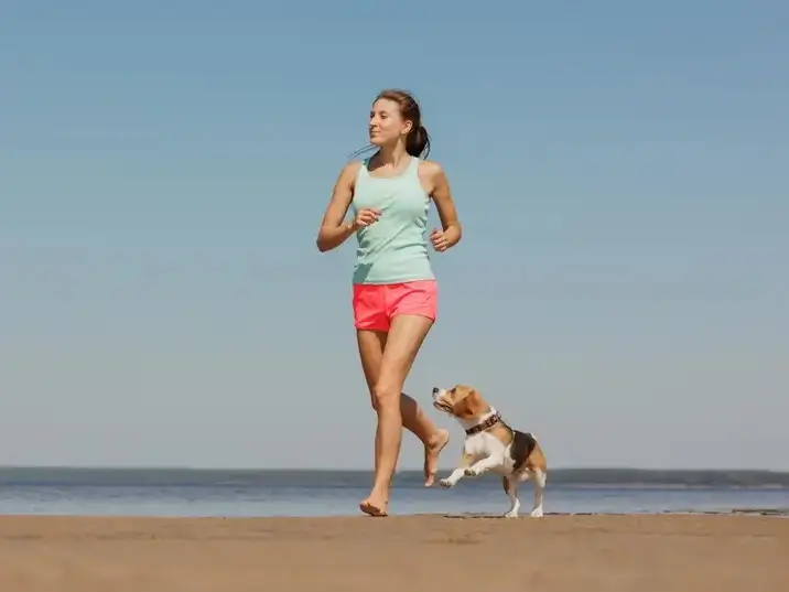 Les meilleurs suppléments végétaliens pour chiens pour la santé des articulations : Comparaison scientifique 2026