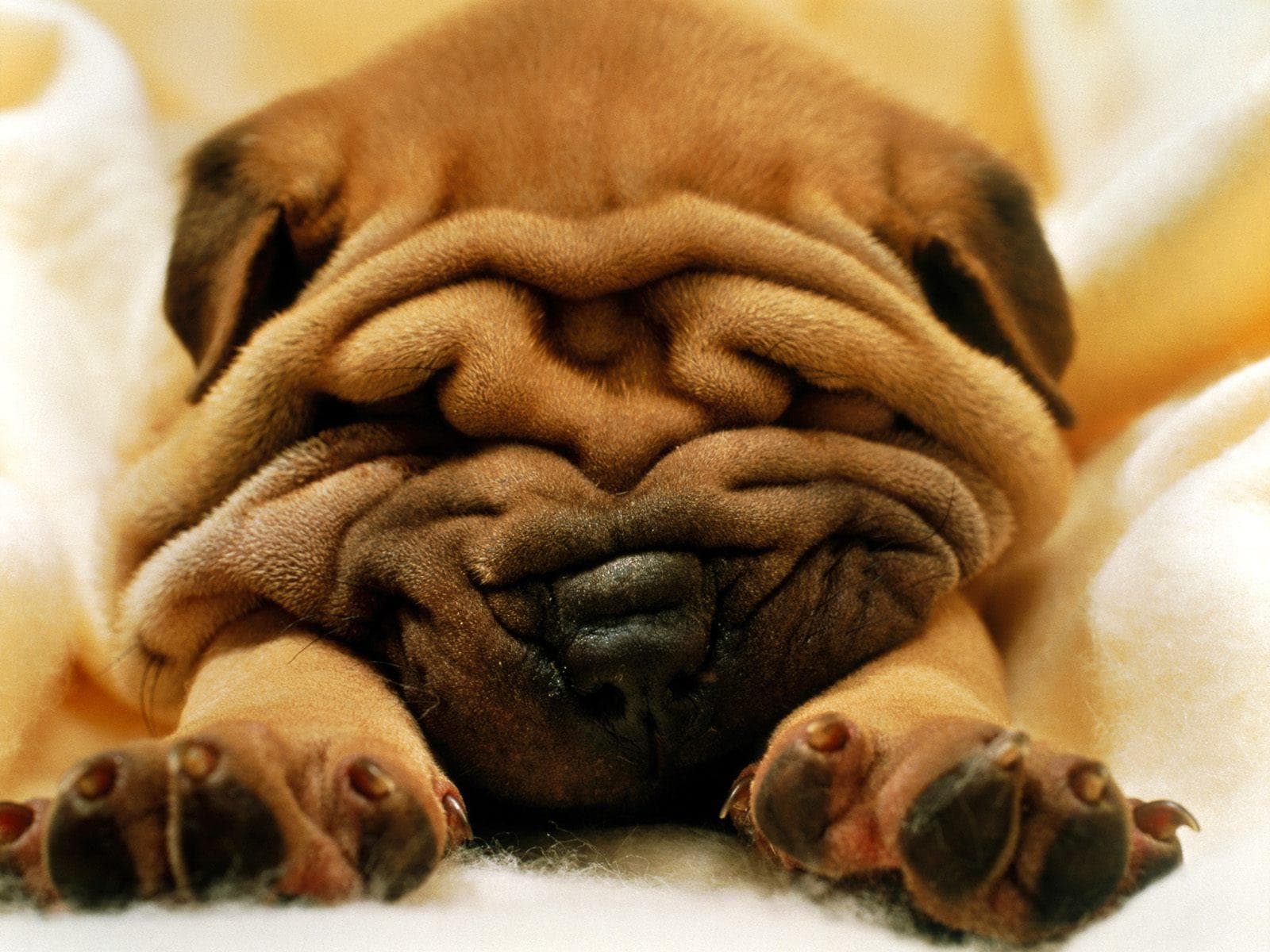 El mejor alimento vegano para perros para el control de peso – Salud mejorada