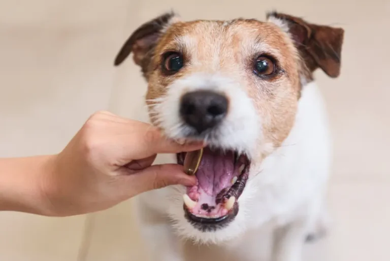 Mejor suplemento vitamínico para perros - Análisis comparativo de 11 suplementos líderes