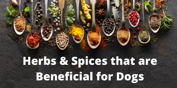 Best herbs and spices for dogs health benefits