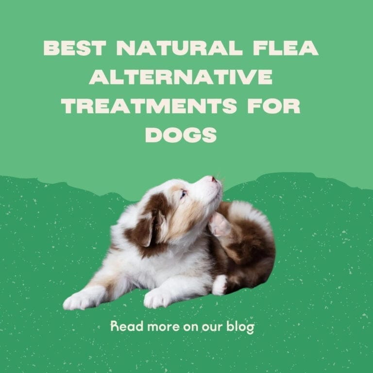 Los mejores tratamientos alternativos naturales contra las pulgas para perros