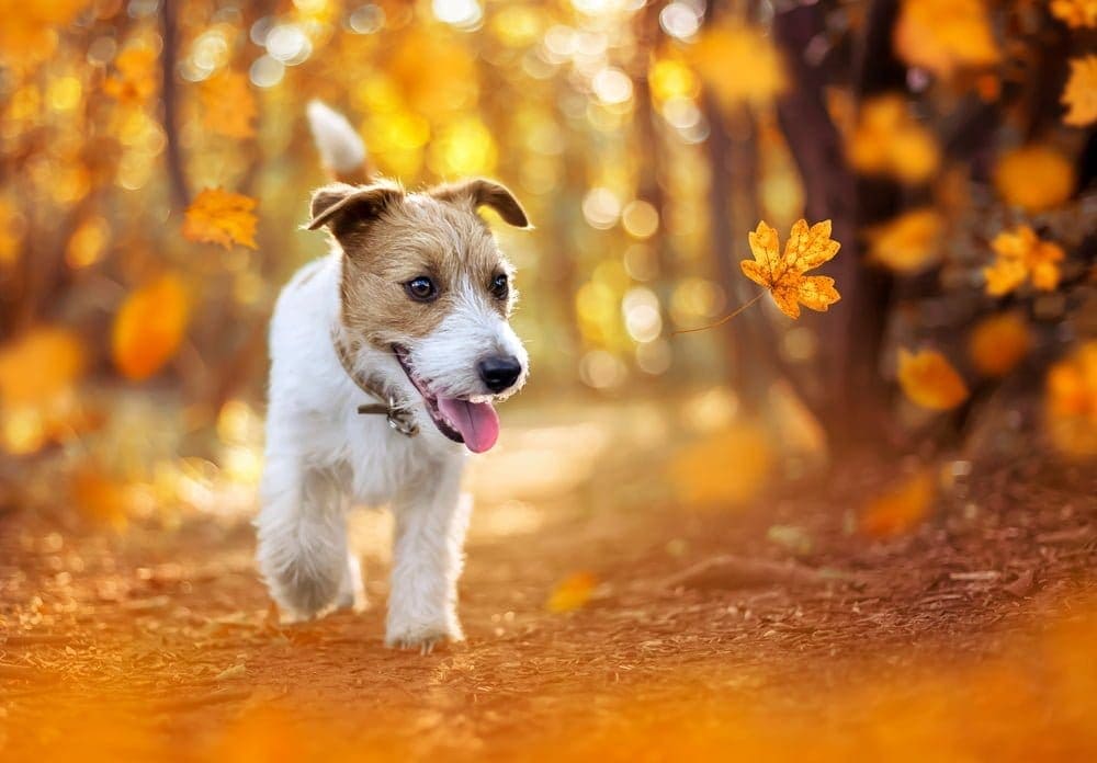 Los mejores prebióticos para perros: Guía completa del nutricionista canino
