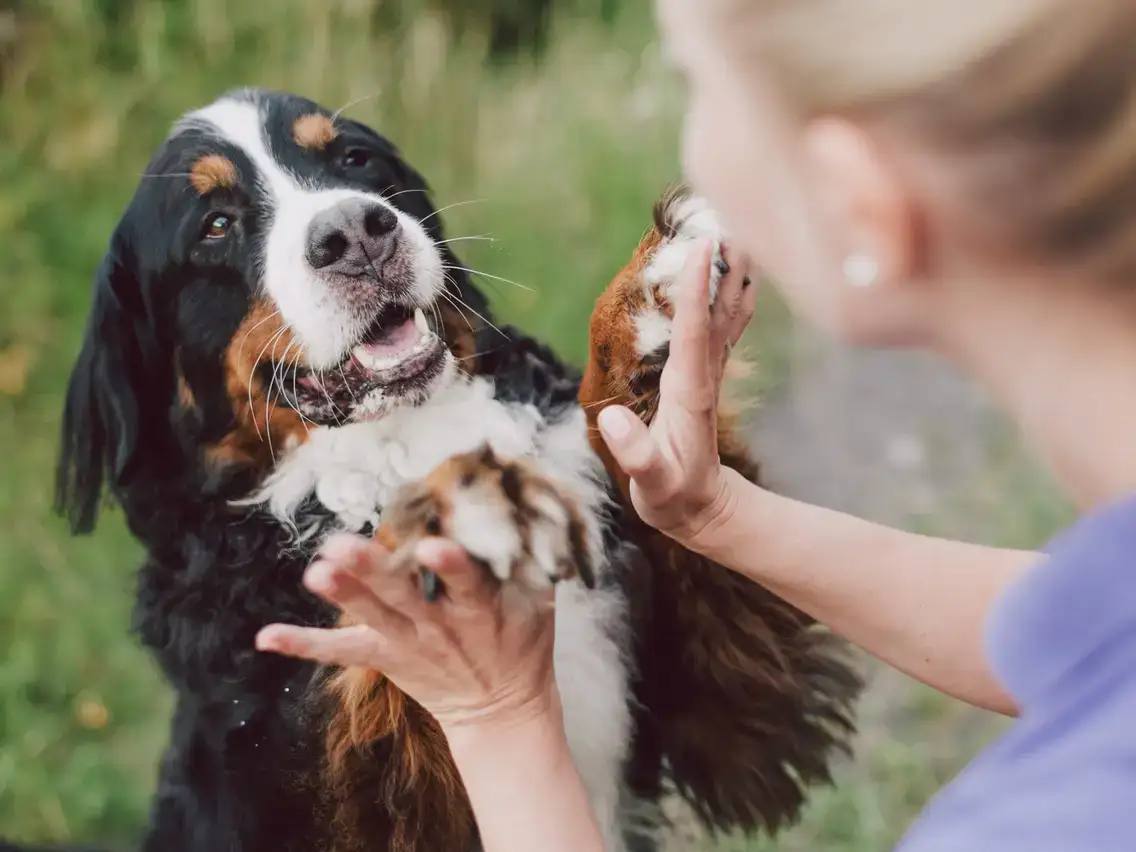 Wat maakt vegan hondenvoer het beste?