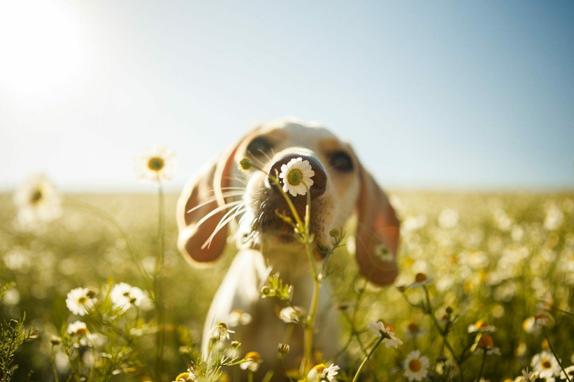 Comida vegana para perros con picores en la piel y alergias: ¿qué dice la ciencia?