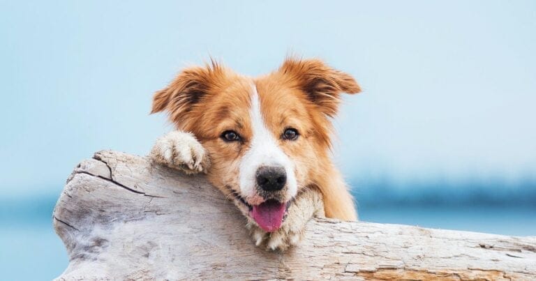 Best vegan prebiotics for natural dog health