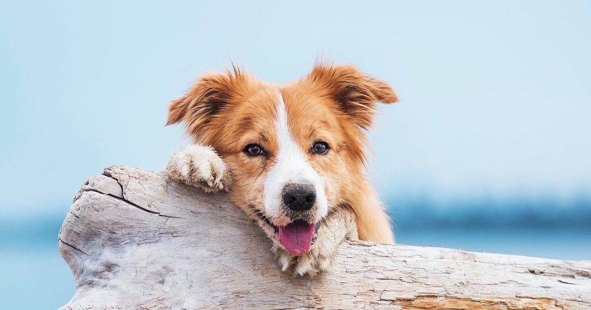 Vegane Präbiotika für Hunde – Heroes of Good Health