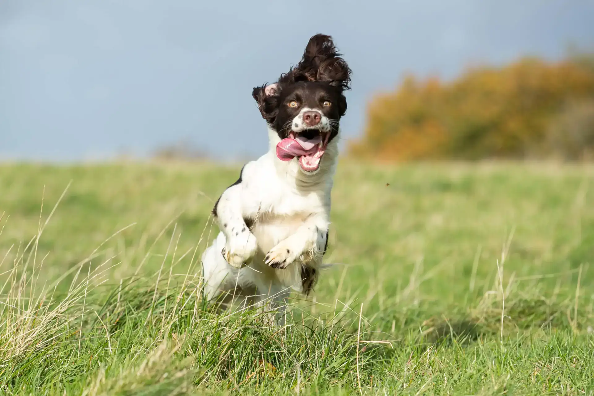 Betaglucanos para perros – Respuestas a preguntas importantes