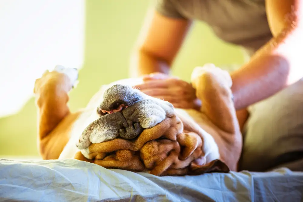 Biolex® MB40 - Prebiotic Digestive Health Benefits for Dogs