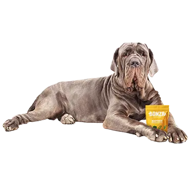 Bonza Mordeduras Bioactivas Biotics Suplemento prebiótico probiótico postbiótico Golosinas para perros Sistema inmunitario Microbioma intestinal y digestión