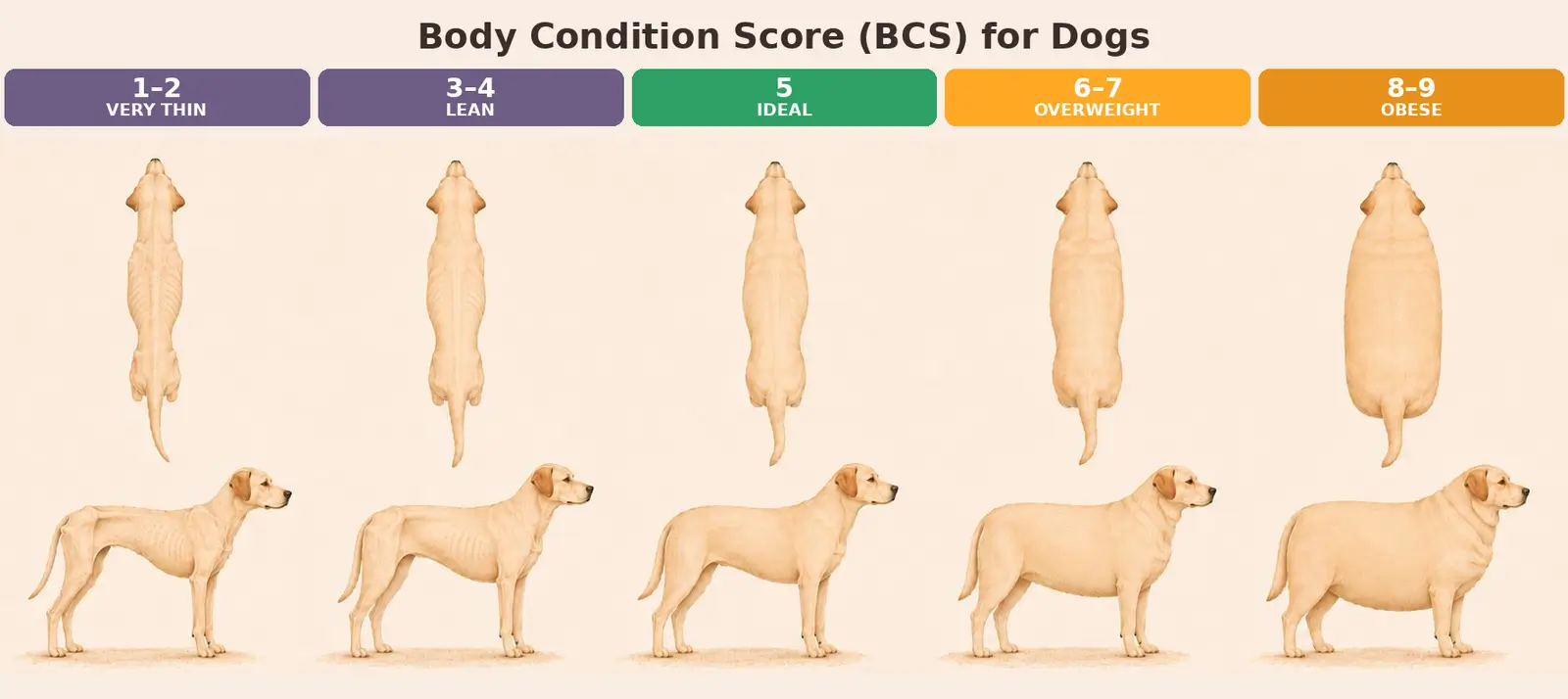 Tableau de la note d'état corporel pour les chiens sur l'échelle de 9 points, montrant des vues de haut en bas et de côté pour cinq stades allant de très maigre à obèse, l'idéal se situant entre 4 et 5.