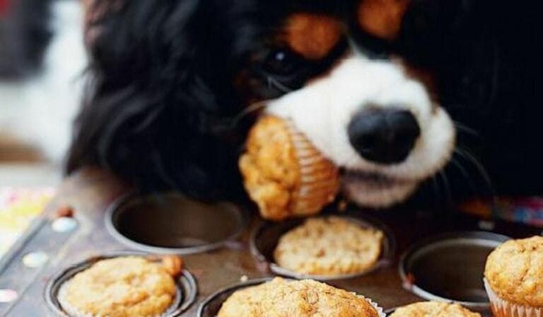bonza healthy vegan dog treat recipes uk