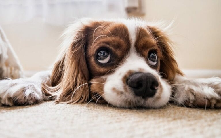 Adaptógenos y hierbas para calmar y reducir el estrés y la ansiedad en los perros