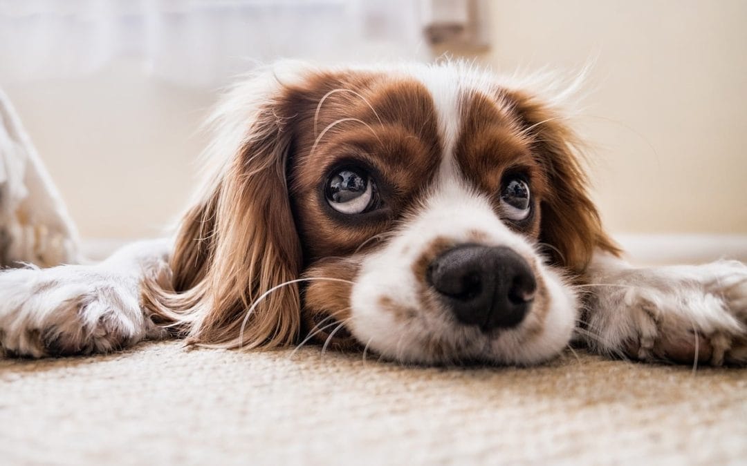 Adaptógenos para la Ansiedad en Perros: La Guía Científica para el Estrés, la Separación y la Fobia al Ruido