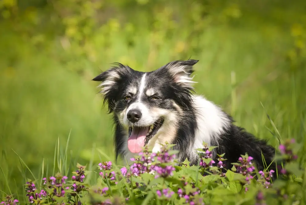 Border Collie Gut Health: The Gut-Brain Connection Behind Their Anxious, Seizure-Prone Mind