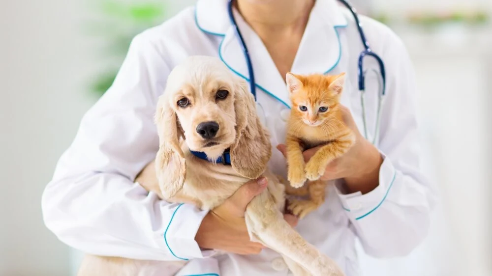 British Veterinary Association’s New Policy Position on Vegan and Plant-Based Diets for Dogs