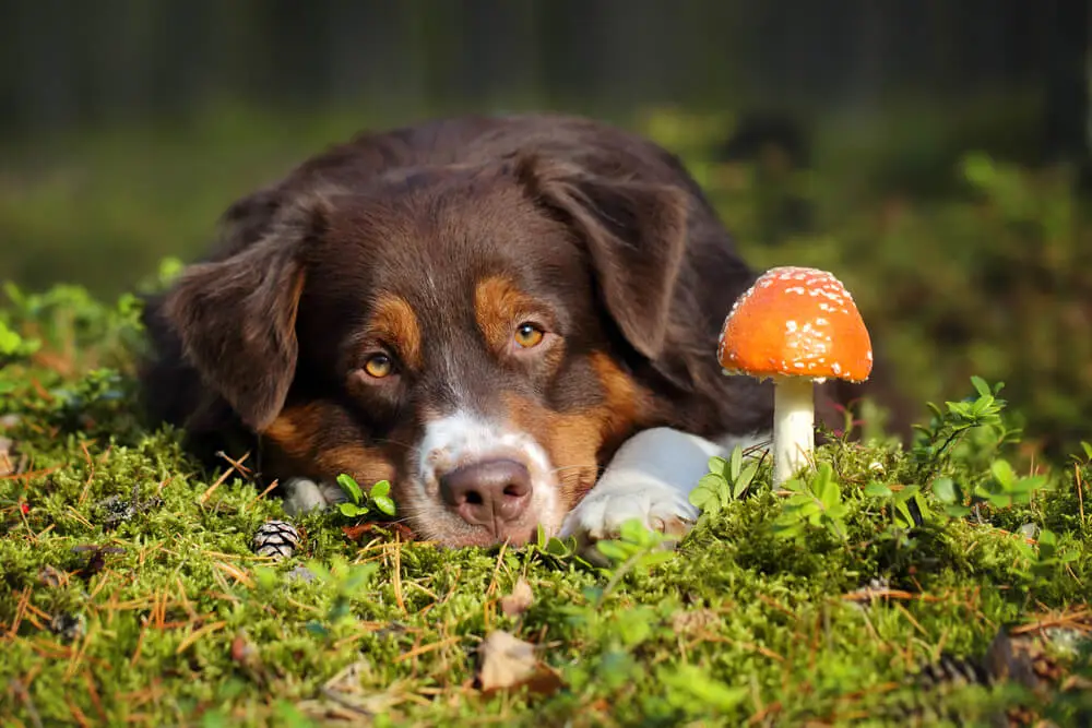 Les chiens peuvent-ils manger des champignons ? Les champignons sont-ils sans danger pour les chiens ?