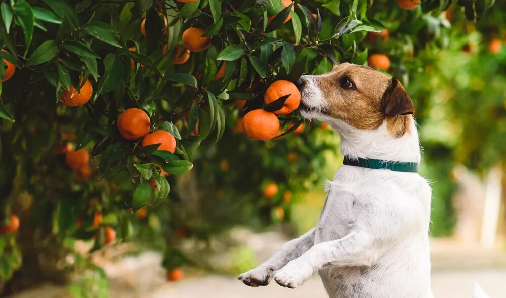 Can Dogs Eat Oranges? Are Oranges Safe for Dogs To Eat?
