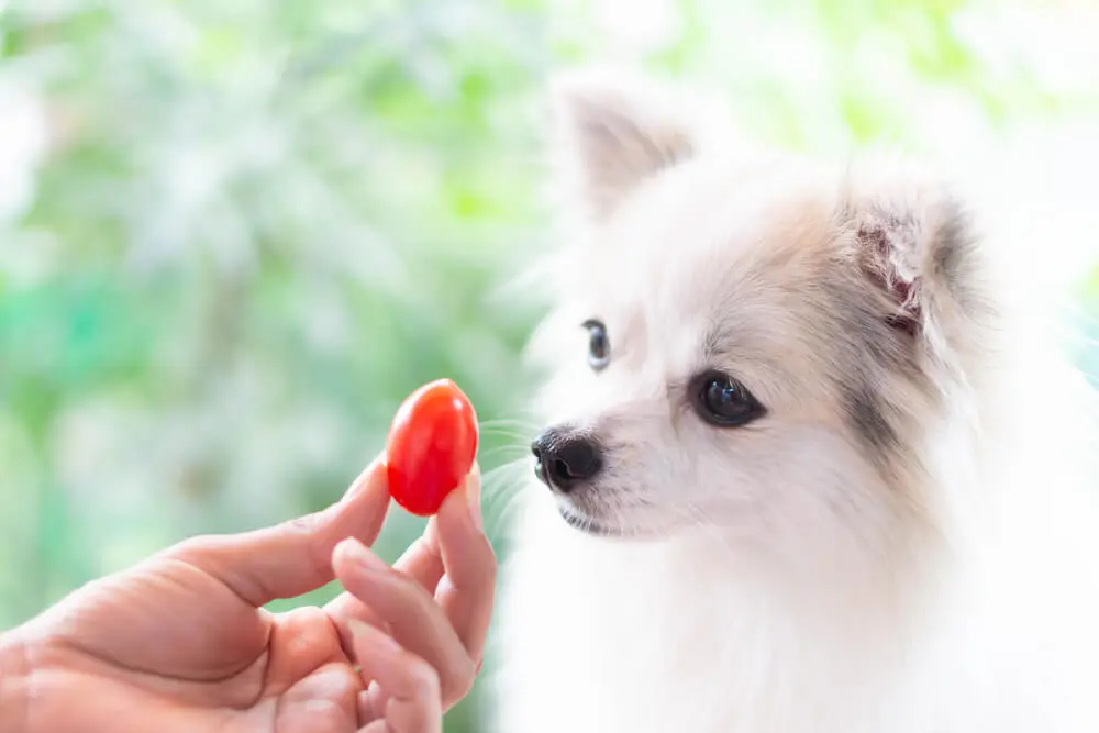 Can Dogs Eat Tomatoes Are Tomatoes Safe for Dogs