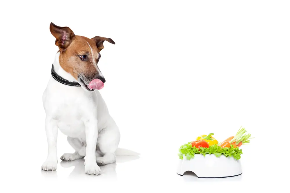 Kan ik mijn hond veganistisch voer geven?