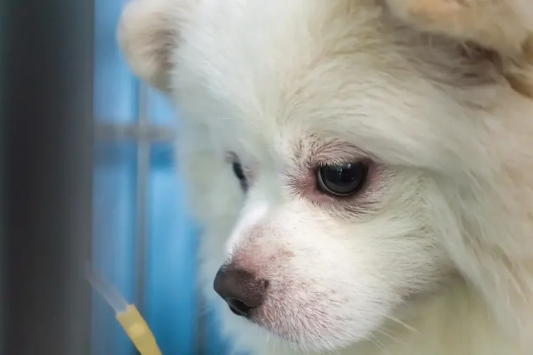 Dermatitis atópica canina: Guía completa de causas, síntomas y tratamientos para propietarios