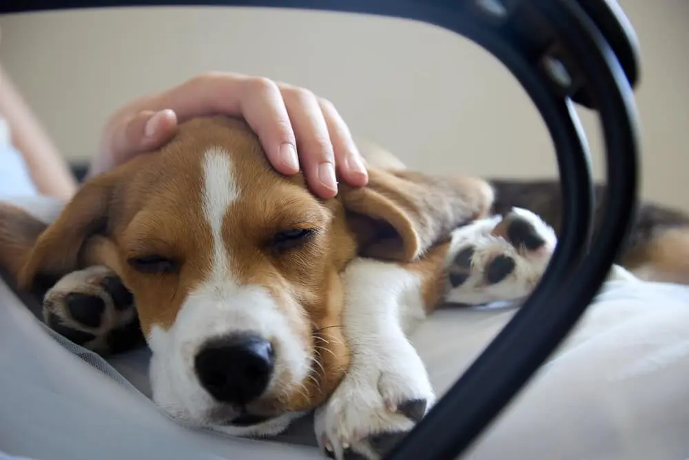 Chronische Enteropathie des Hundes - Disposition, Symptome, Ursachen und Behandlungen