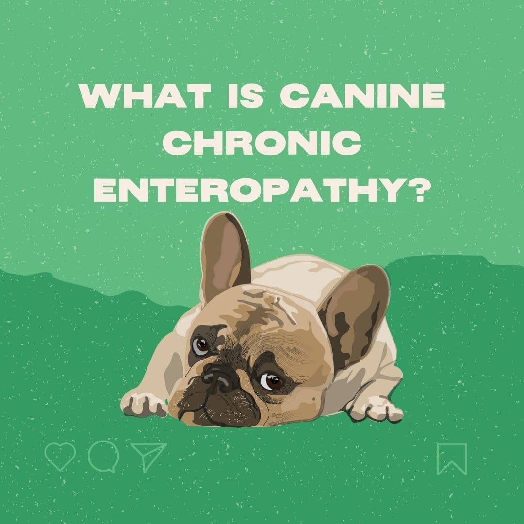 Your Dog Has Chronic Inflammatory Enteropathy: A Canine Nutritionist’s Guide to Diagnosis, Treatment and Daily Management