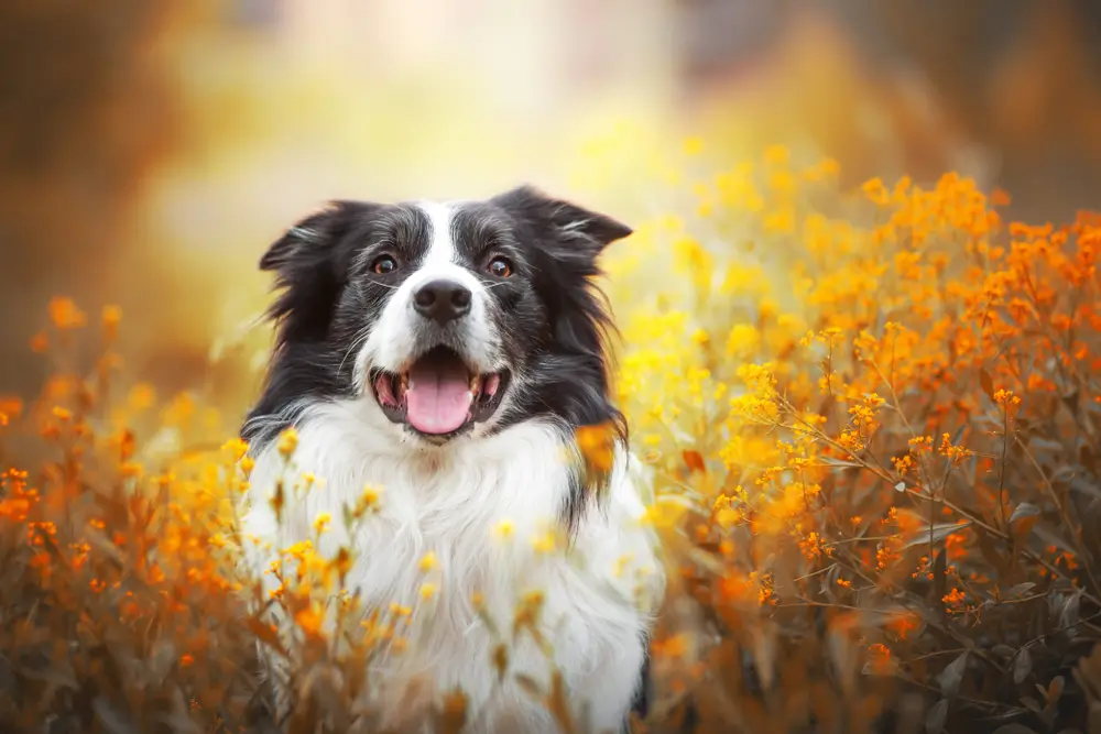 Cellular Ageing and Senescence in Dogs - The Impact of Natural Senolytic Compounds