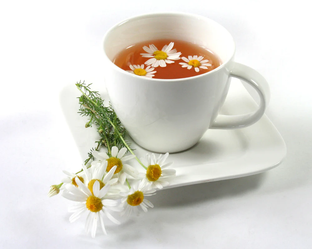 Chamomile Tea for Dogs Usage and Health Benefits