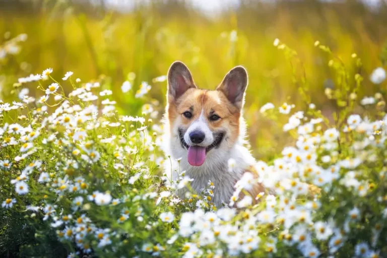 Chamomile for Dogs Health Benefits How Much Safe in Dog Food Supplements UK