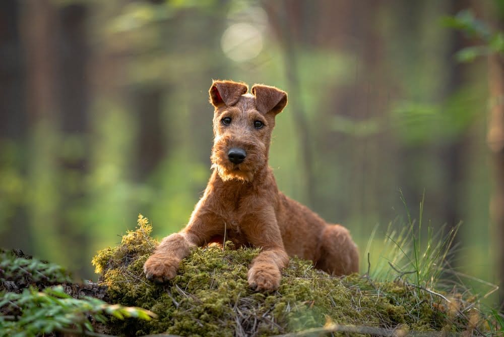 Chelat-Mineralien für Hunde – die beste Option für die Gesundheit?