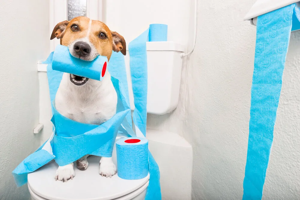 Chronic Large Bowel Diarrhoea in Dogs