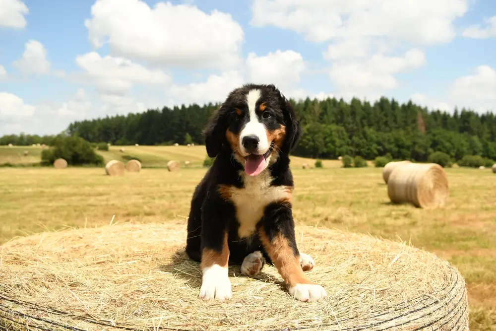 Clinoptilolite for Dogs Natural Detoxifier and Health Booster