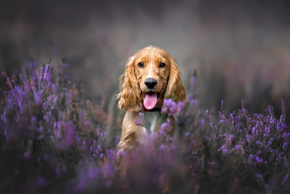 Cocker Spaniel Gut Health: Breed-Specific Digestive Challenges and Microbiome Support