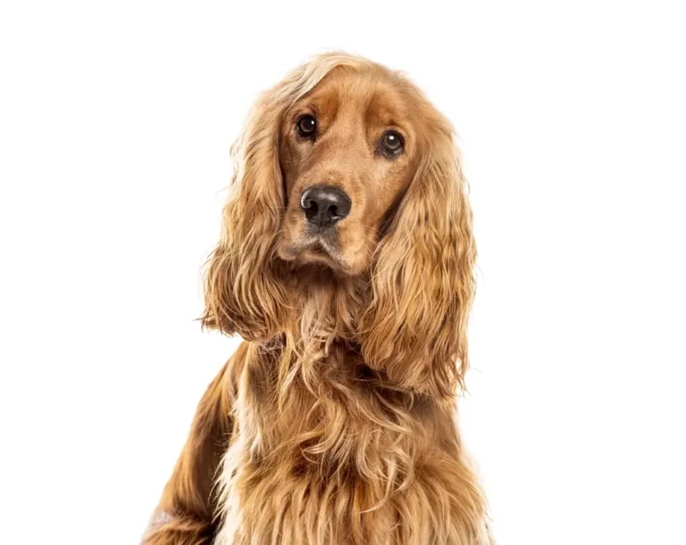 Problemas de salud del Cocker Spaniel: Guía completa de problemas comunes