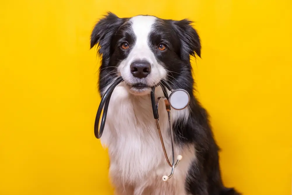 Symptome der Colitis bei Hunden: Ein umfassender tierärztlicher Leitfaden