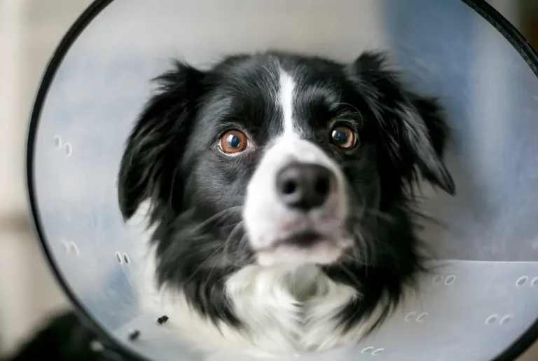 Collie Dog with Hot Spots Moist Acute Dermatitis Wearing an Elizabethan Collar as Treatment Protocol