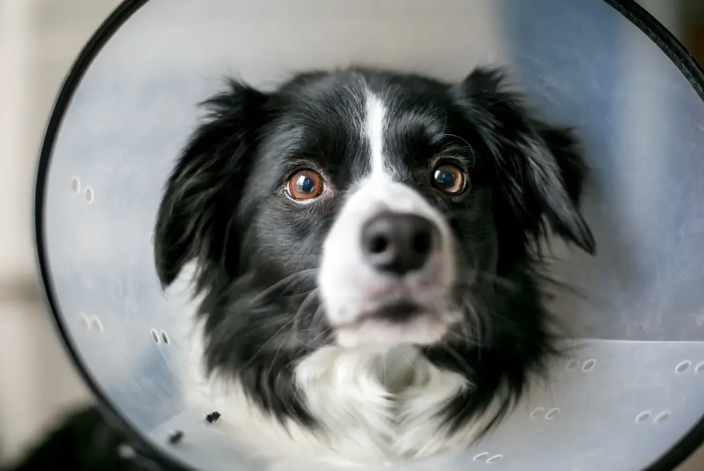 Collie Dog with Hot Spots Moist Acute Dermatitis Wearing an Elizabethan Collar as Treatment Protocol