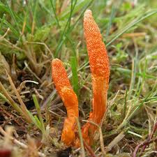 Cordyceps Heilpilz für Hunde