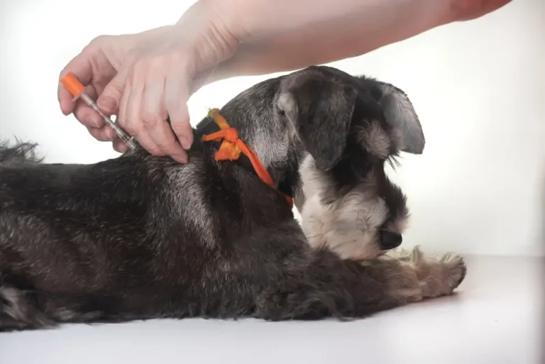 Diabetes in Dogs Guide to Best Management and Nutritional Therapy