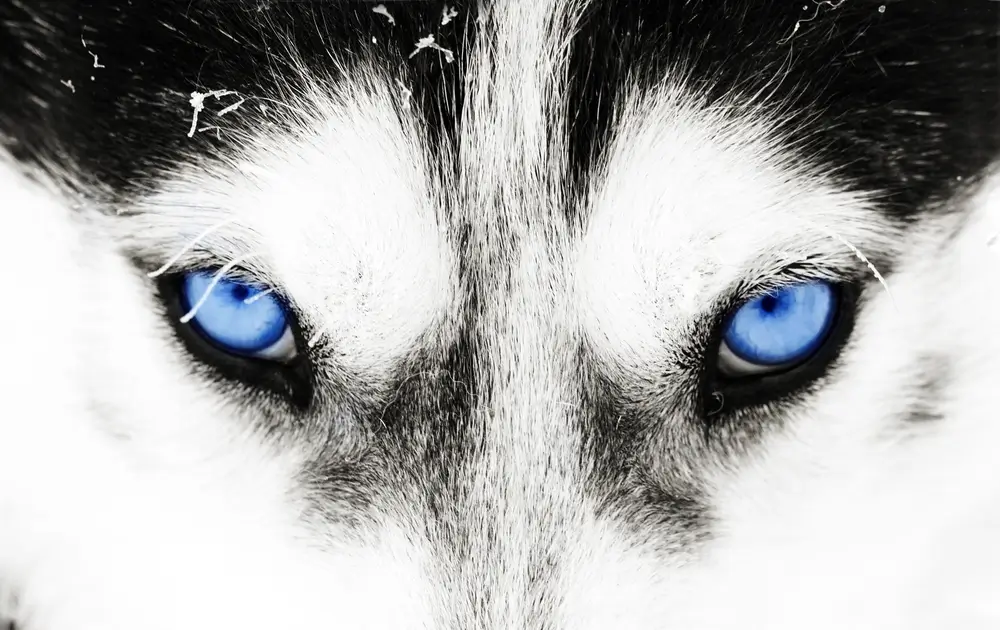 Differences in the gut microbiomes of dogs and wolves