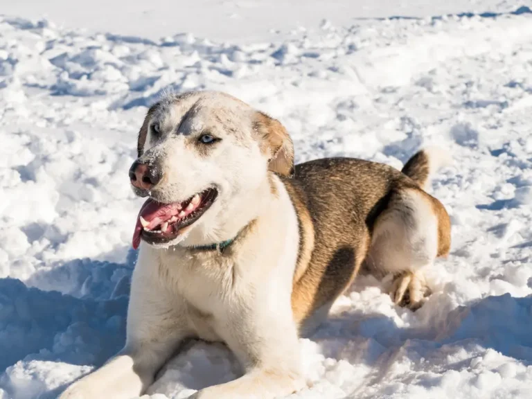 Does My Dog Need Flea and Tick Treatment in Winter?