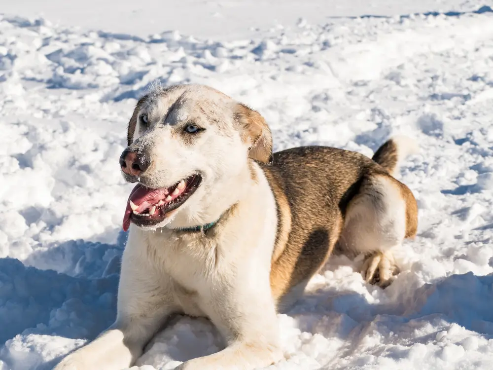 Braucht mein Hund im Winter eine Floh- und Zeckenbehandlung?