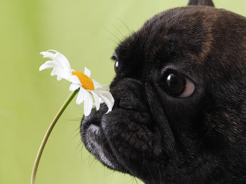 Dog Allergies - The Comprehensive Guide to Causes, Symptoms, Treatments for Owners