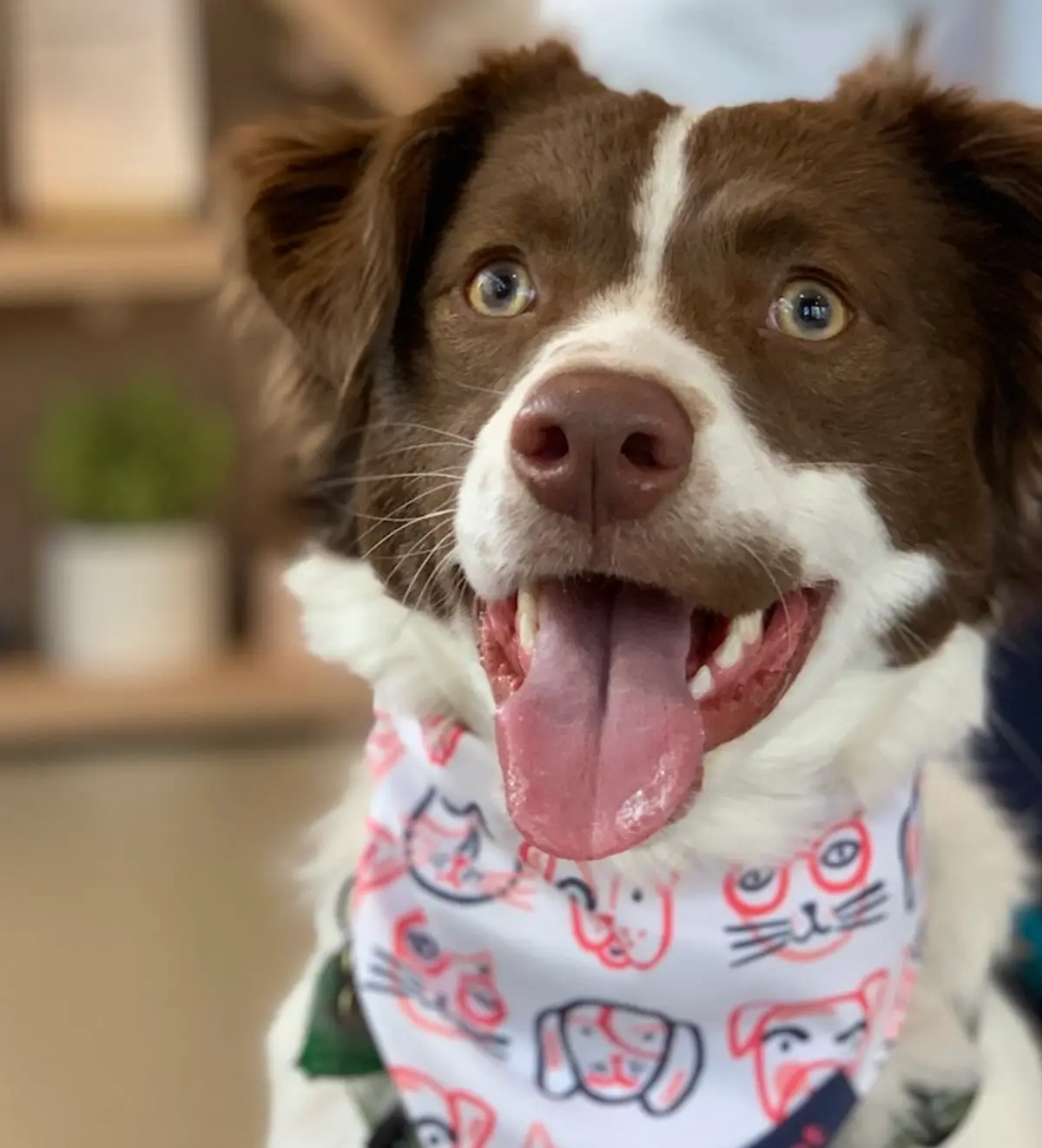 Dog Gut Health: How to Recognise Symptoms and Know When to Act