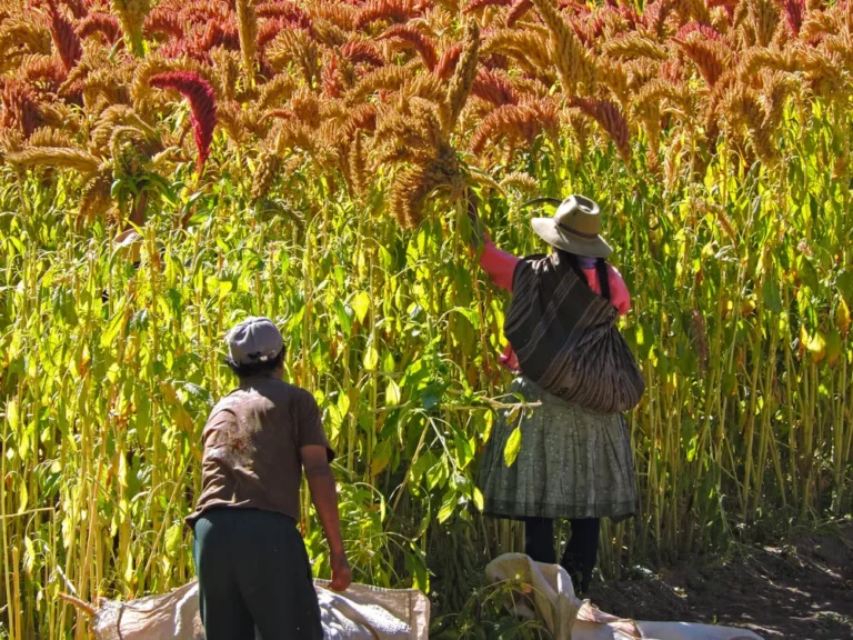 Hondenvoer met Quinoa Gezondheidsvoordelen van plantaardig hondenvoer UK