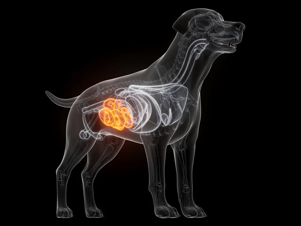 Dog Gut Microbiome Testing: What Your Results Actually Mean - and What To Do About Them